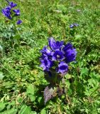 Campanula latifolia