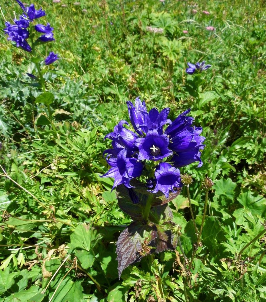 Image of Campanula latifolia specimen.