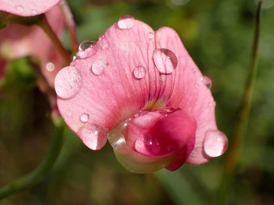 Image of Lathyrus sylvestris specimen.