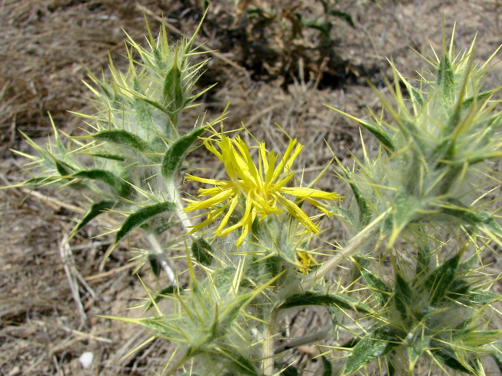 Изображение особи Carthamus oxyacanthus.