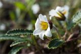 Dryas punctata. Цветок и листья. Среднесибирское плоскогорье, плато Путорана, дол. р. Курейка, граница ольховника и галечной отмели на острове в русле реки. 24.06.2017.