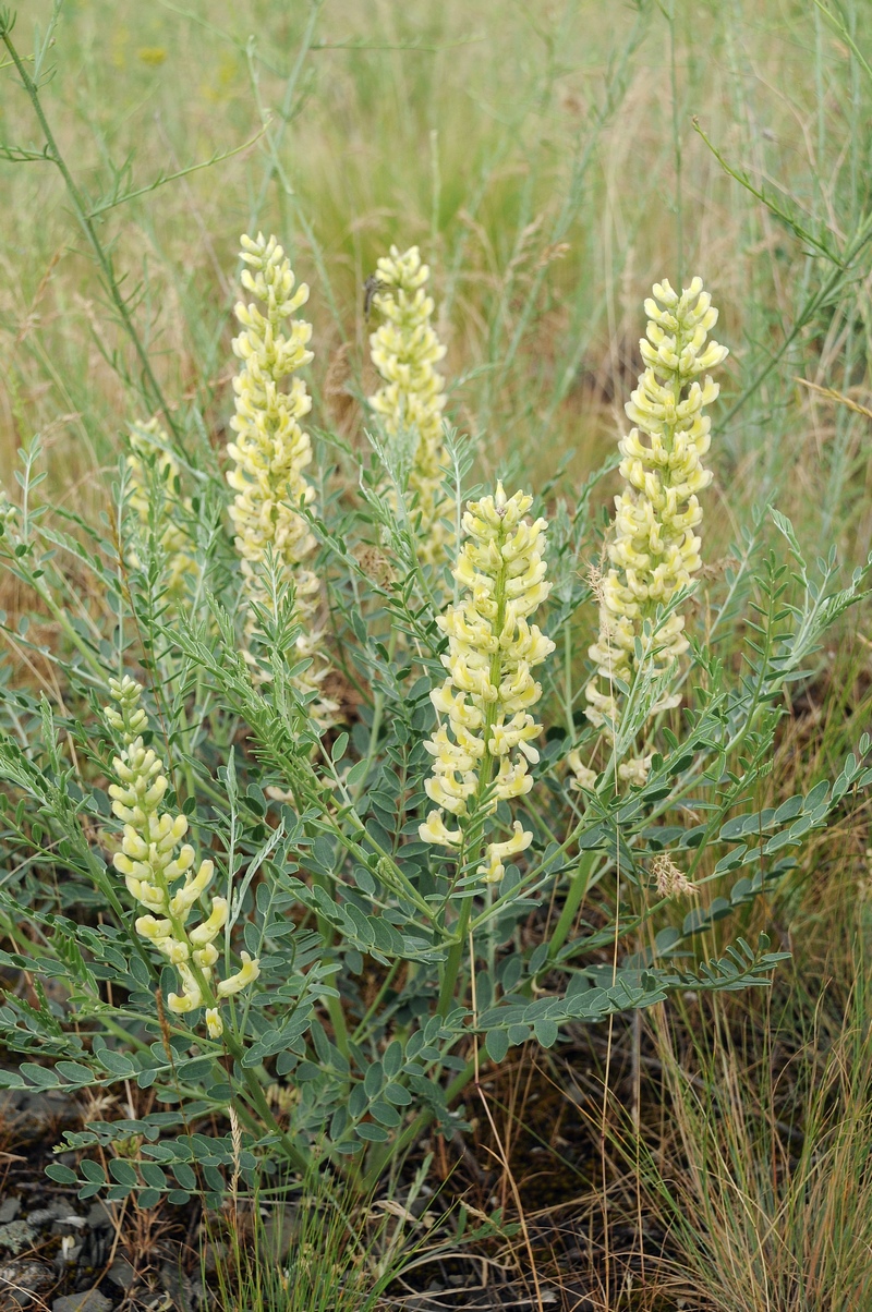 Image of Goebelia pachycarpa specimen.