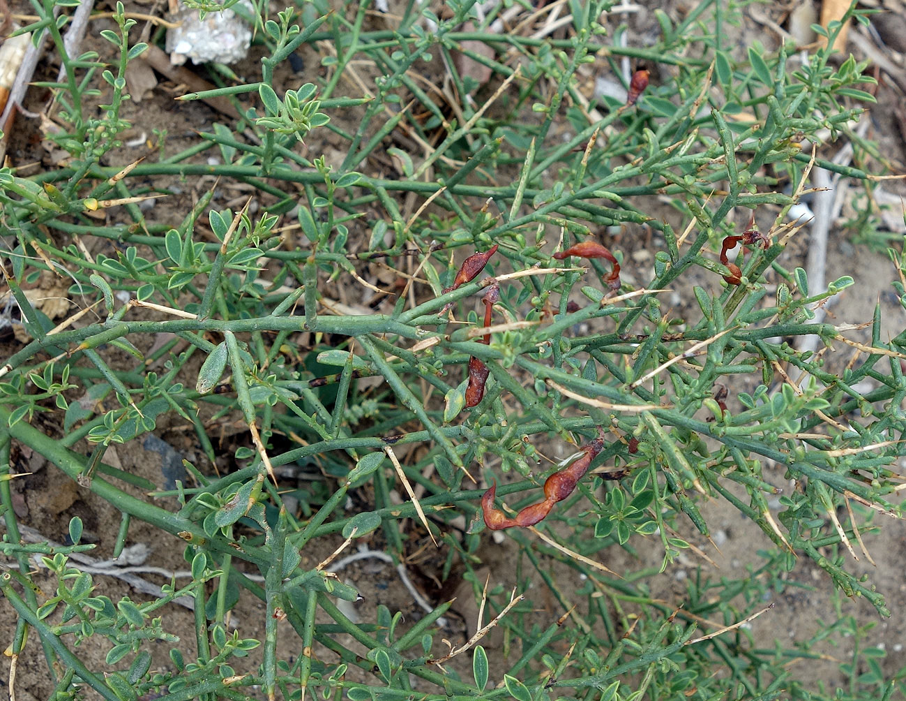 Image of Alhagi pseudalhagi specimen.