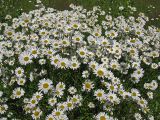 Leucanthemum vulgare