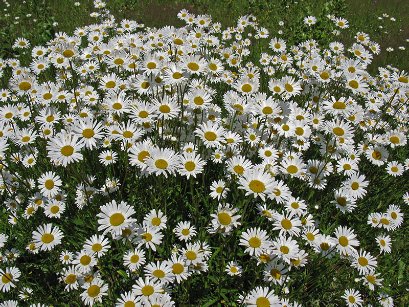 Image of Leucanthemum vulgare specimen.