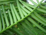 Torreya californica