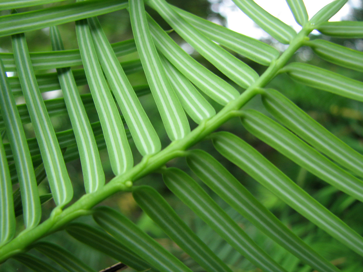 Image of Torreya californica specimen.