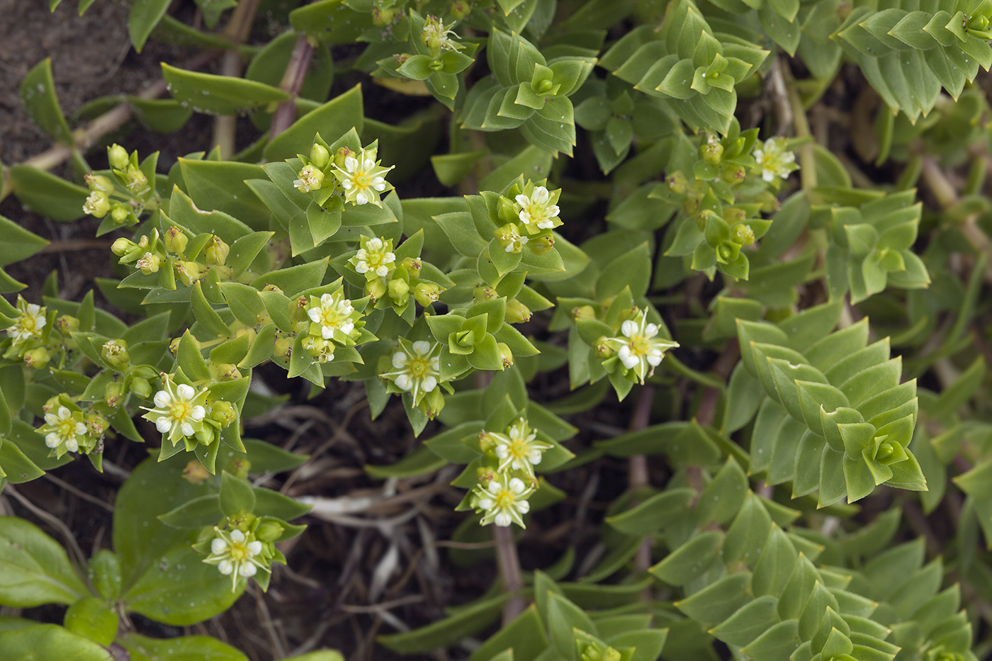 Изображение особи Honckenya peploides ssp. major.