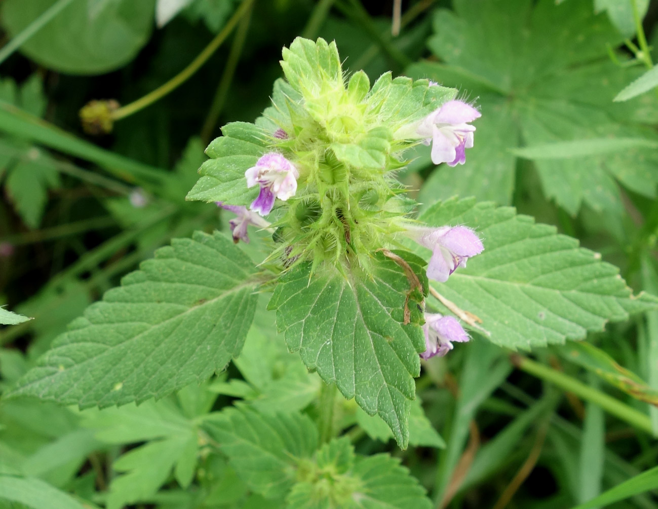 Изображение особи Galeopsis bifida.