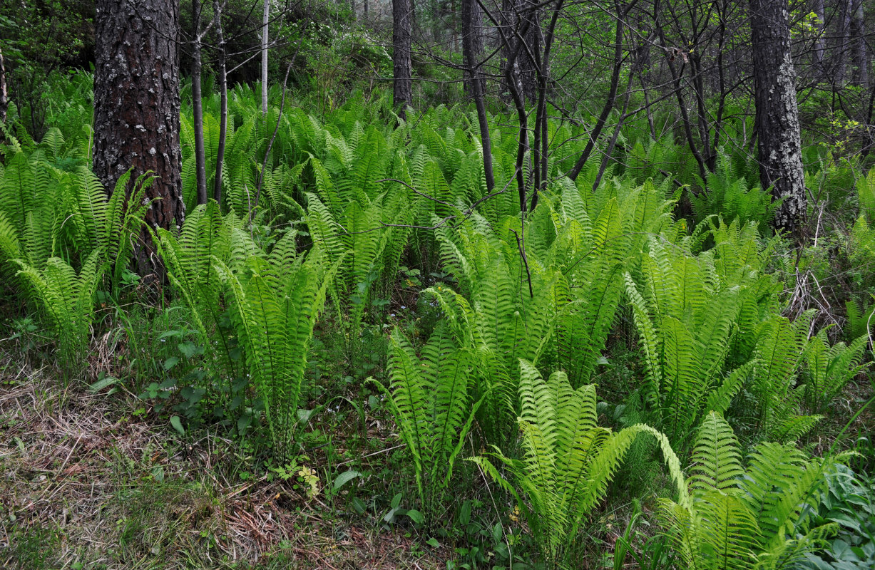 Image of Matteuccia struthiopteris specimen.