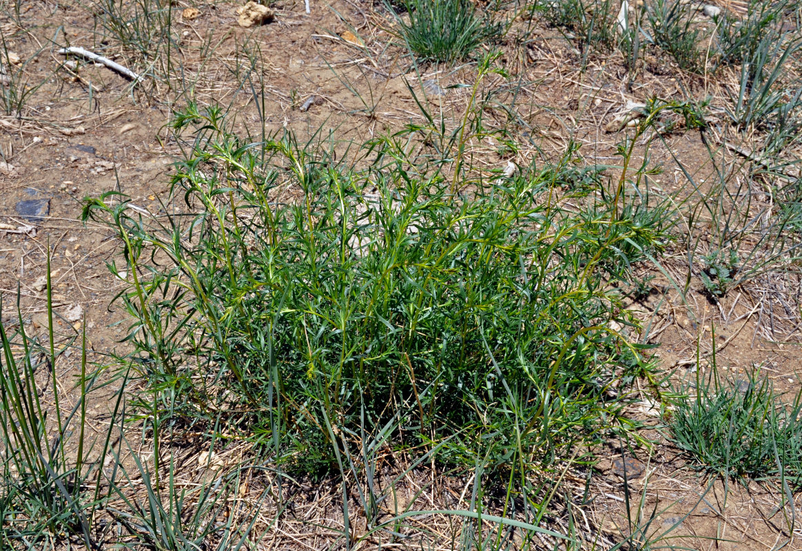 Image of Artemisia dracunculus specimen.