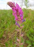 Oxytropis campanulata. Соцветие. Кемеровская обл., г. Юрга, луг возле автовокзала. 27.06.2010.