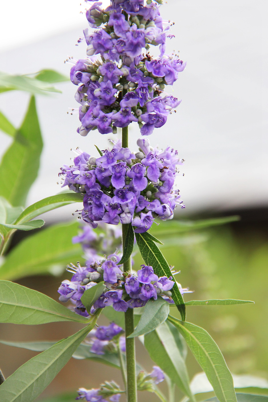 Изображение особи Vitex agnus-castus.