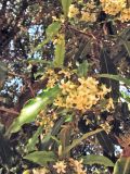 Pittosporum undulatum
