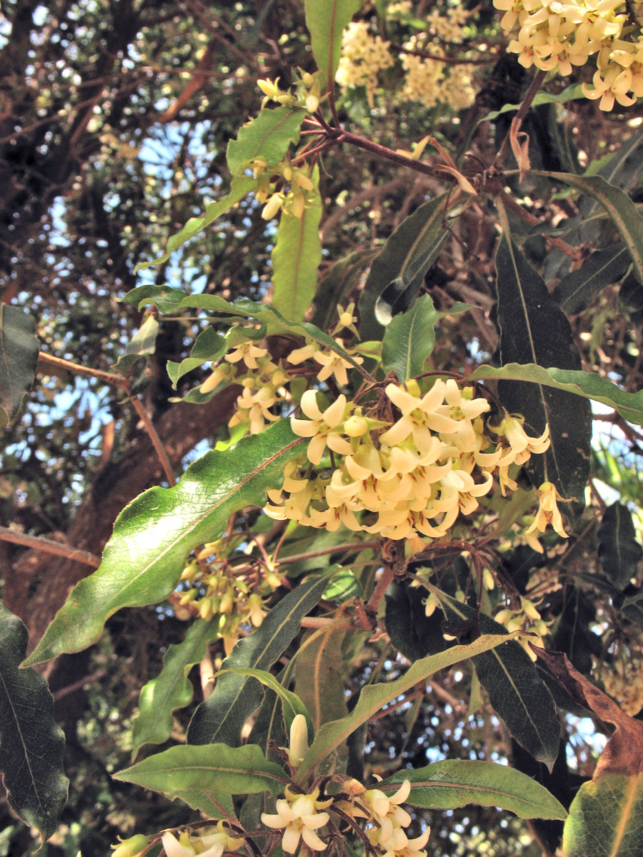 Image of Pittosporum undulatum specimen.