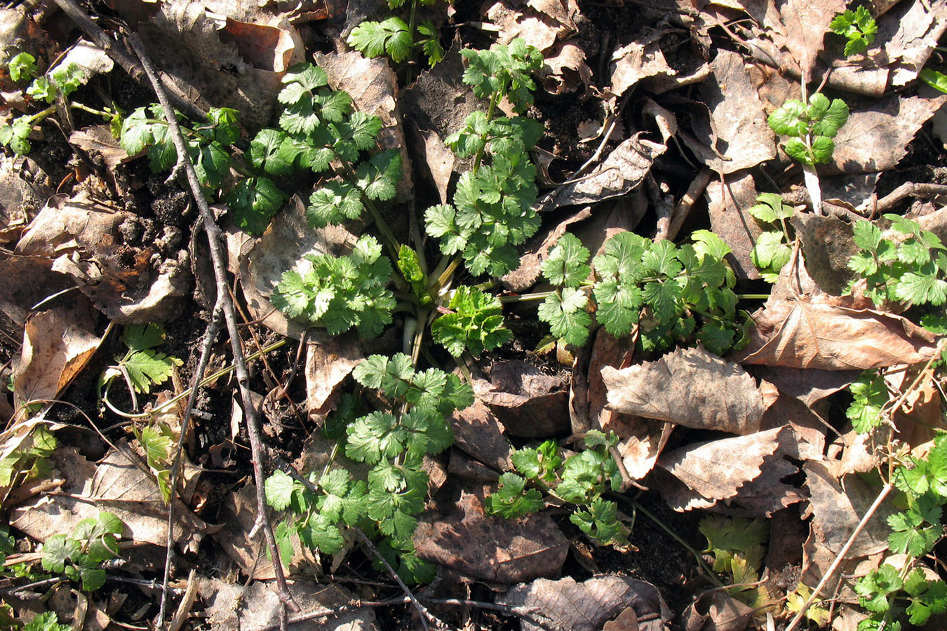 Изображение особи Aethusa cynapium.