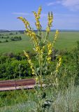 Verbascum lychnitis. Верхушка цветущего растения. Воронежская обл., Лискинский р-н, музей-заповедник \"Дивногорье\", край мелового плато, степной склон. 01.06.2019.