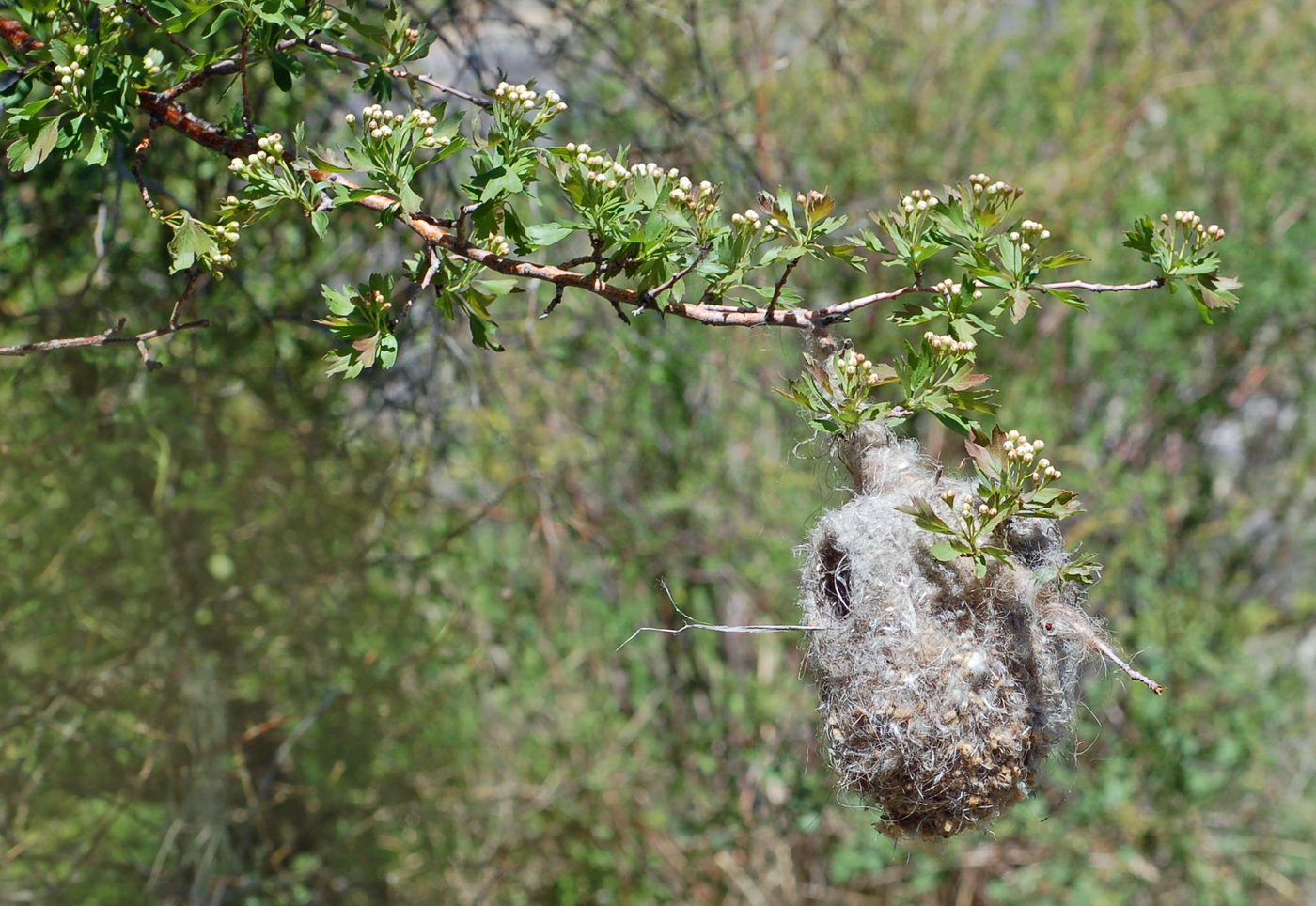 Image of Crataegus turkestanica specimen.