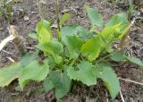 Doronicum carpaticum