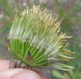 Taraxacum officinale. Соцветие с частично удаленной обёрткой. Тверская обл., г. Тверь, Заволжский р-н, ул. Благоева, газон. 27 мая 2019 г.