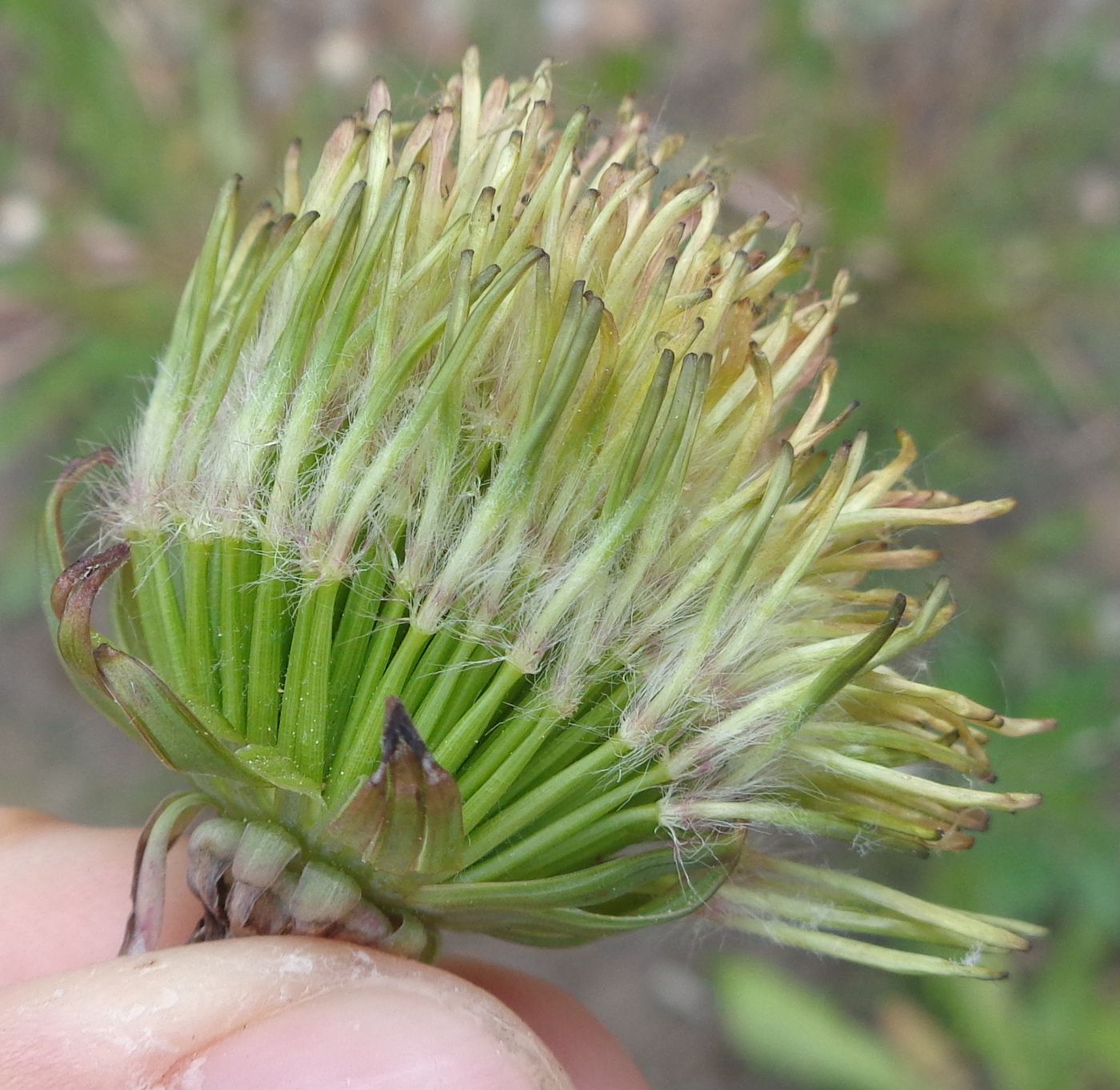 Изображение особи Taraxacum officinale.