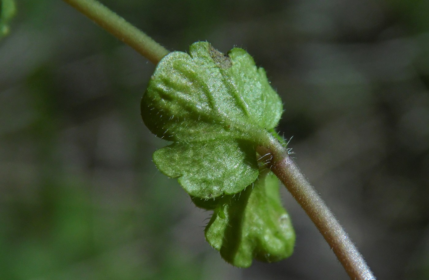 Image of Veronica filiformis specimen.