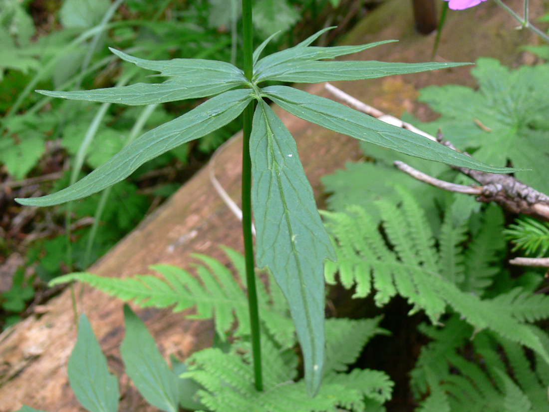 Image of Valeriana wolgensis specimen.