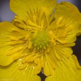 Ranunculus repens. Сердцевина цветка. Крым, Бахчисарайский р-н, окр. пгт Куйбышево, отмель в русле р. Бельбек. 15.05.2020.