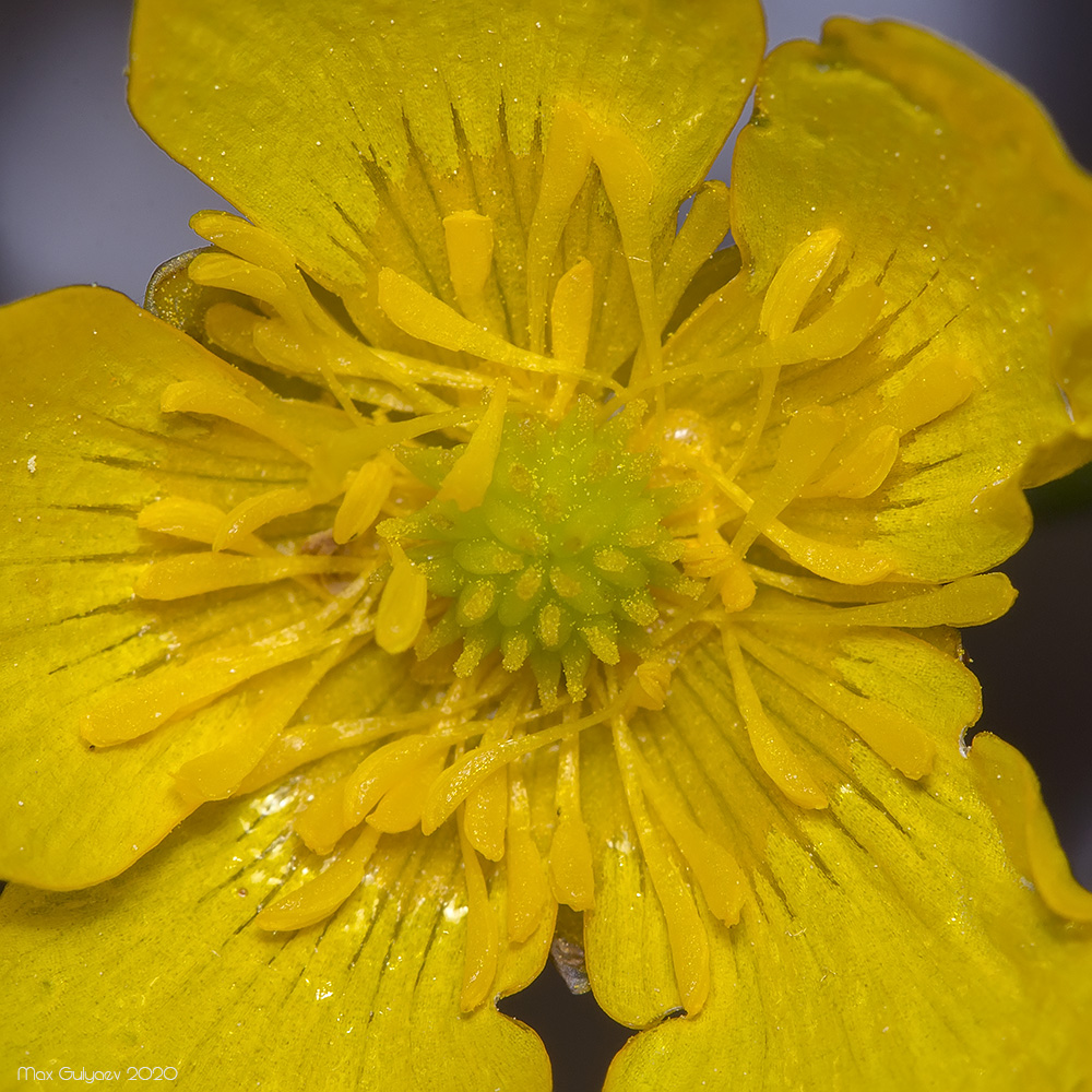 Image of Ranunculus repens specimen.