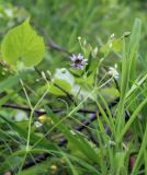Stellaria holostea