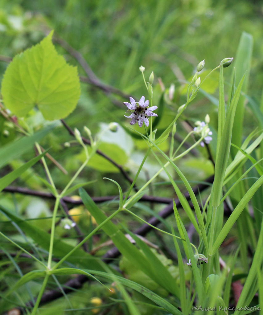 Image of Stellaria holostea specimen.