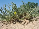 Astragalus mucidus