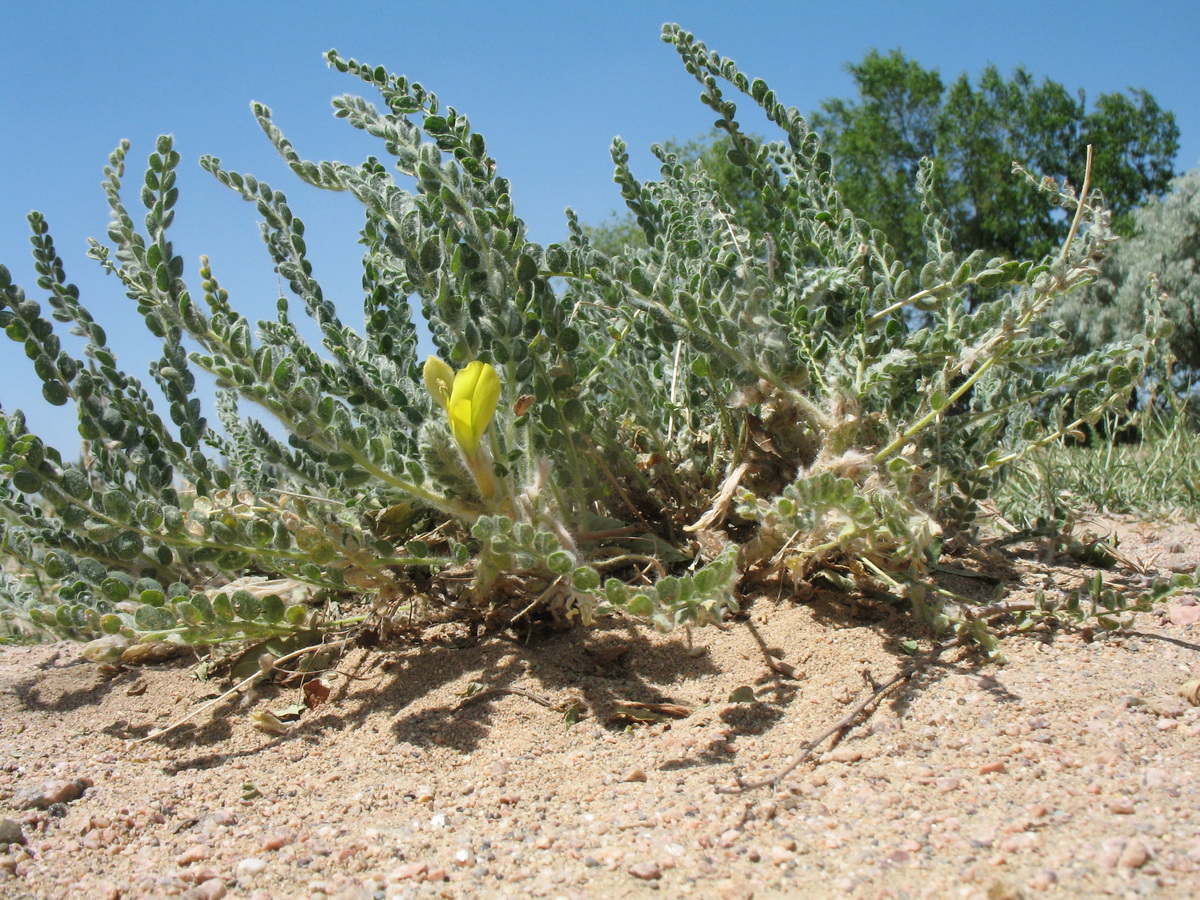 Изображение особи Astragalus mucidus.