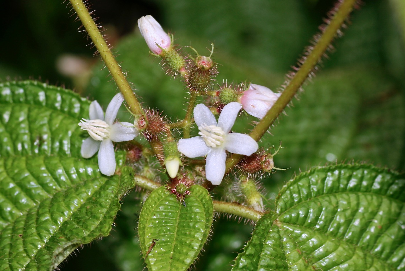 Image of Miconia crenata specimen.