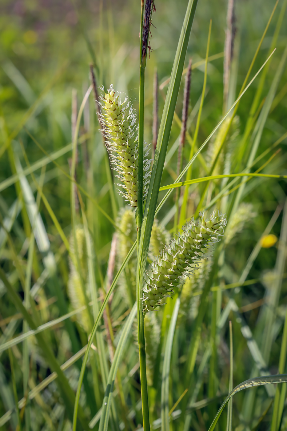 Изображение особи Carex vesicaria.