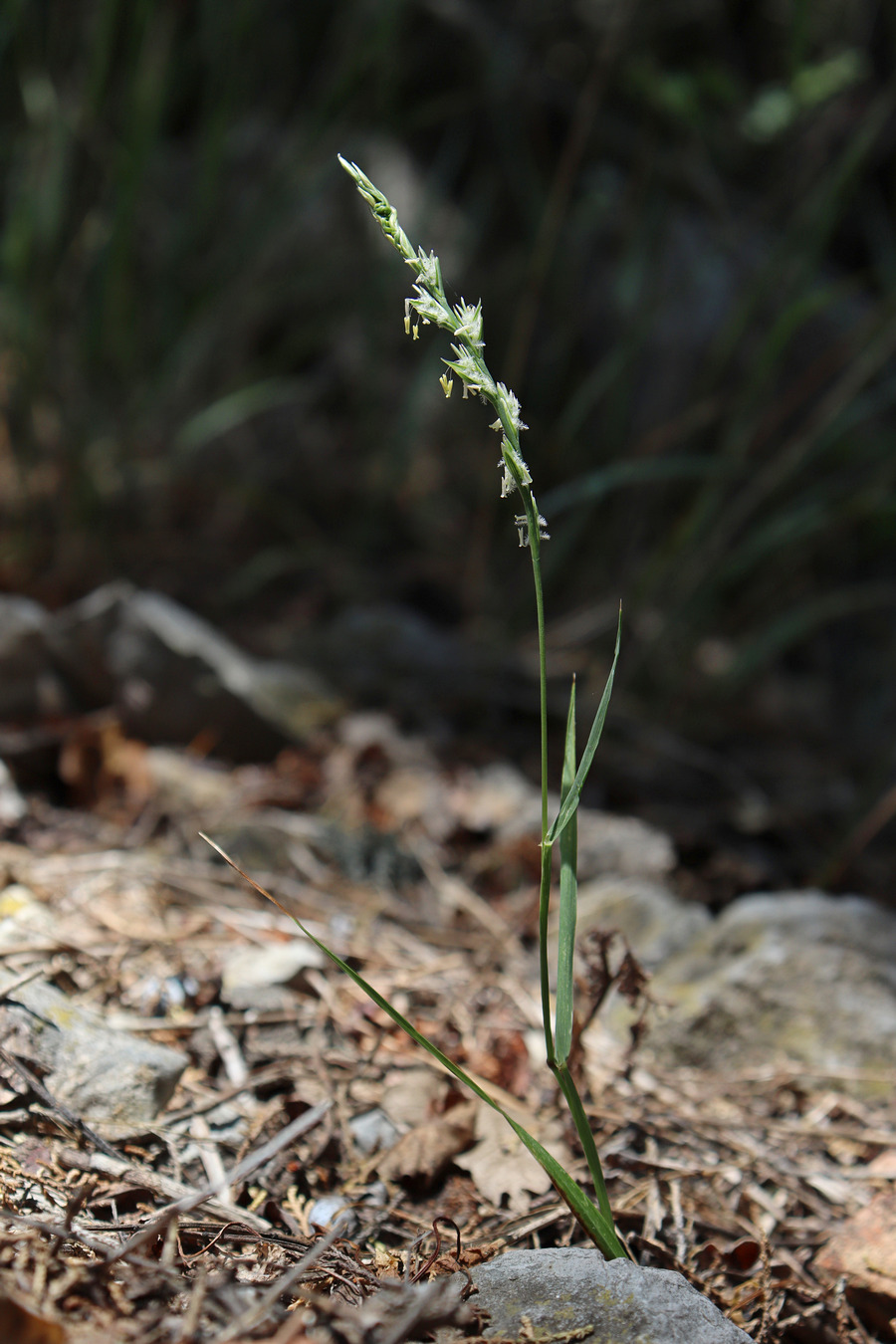 Image of Lolium remotum specimen.