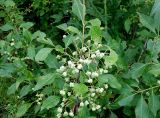 Euonymus maackii. Ветвь с незрелыми плодами. Хабаровский край, окр. с. Галкино, в полосе между дорогой и лесом. 22.07.2019.