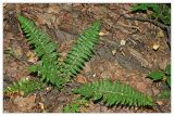 Polystichum braunii. Вайи. Республика Татарстан, Волжско-Камский заповедник. 02.07.2010.