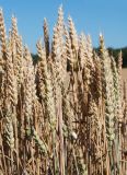 Triticum aestivum. Верхушки побегов с соплодиями. Крым, Бахчисарайский р-н, окр. с. Холмовка, в культуре. 28.06.2020.