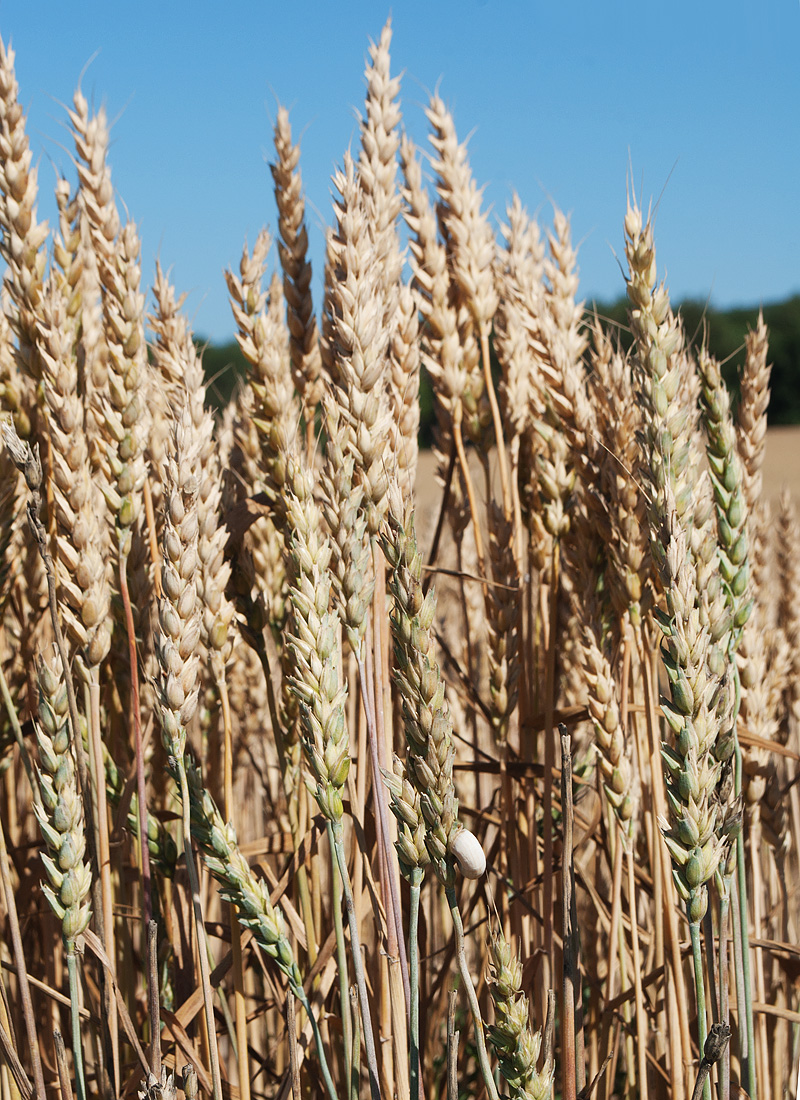 Изображение особи Triticum aestivum.