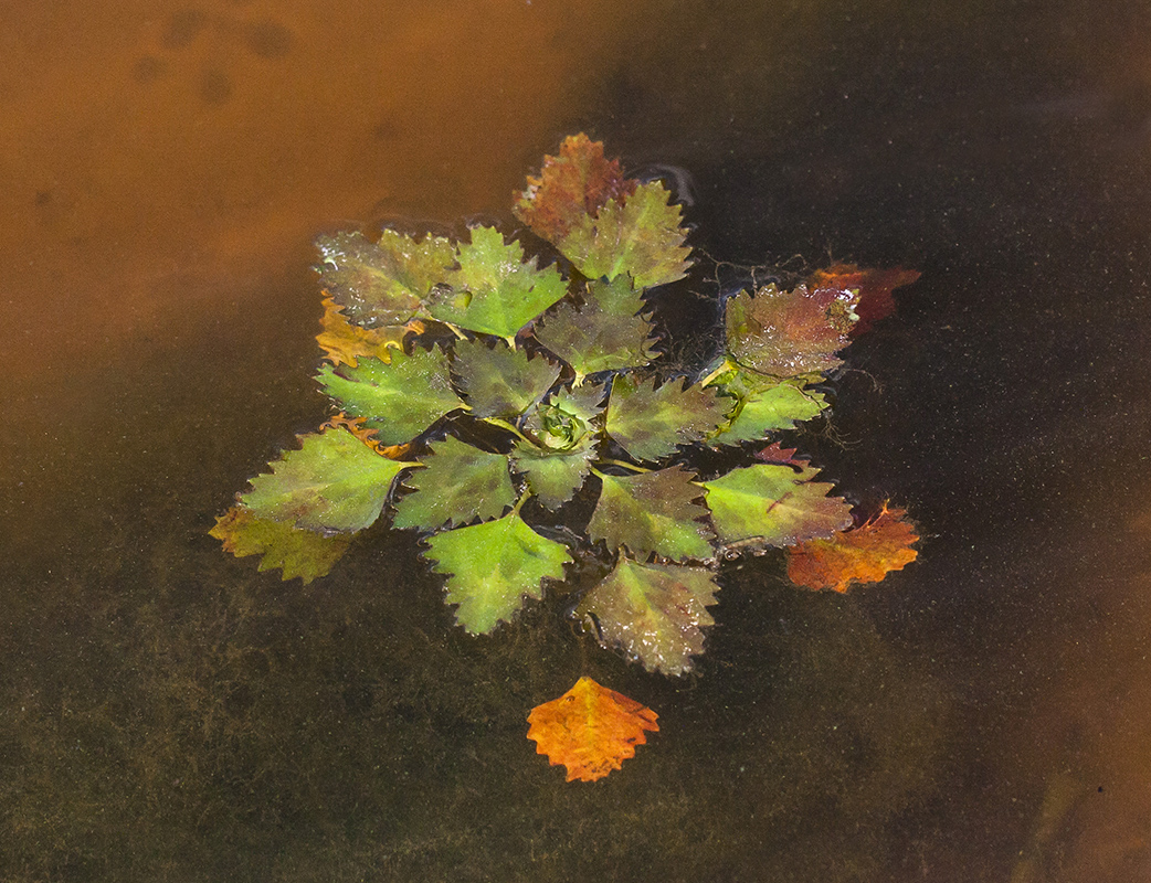 Image of Trapa natans specimen.