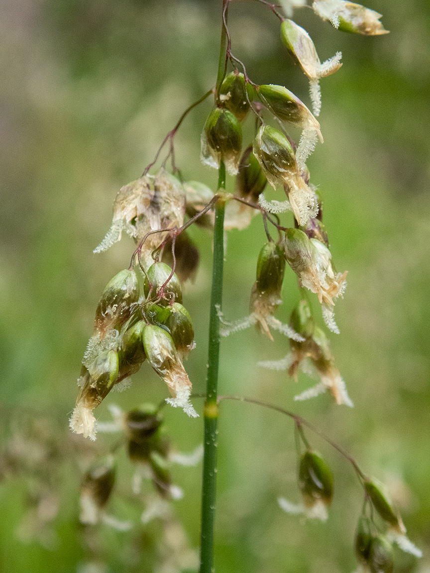 Image of Hierochloe odorata specimen.