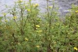 Dasiphora fruticosa. Цветущее растение. Республика Алтай, Усть-Коксинский р-н, берег реки Мульта. 28 июля 2020 г.