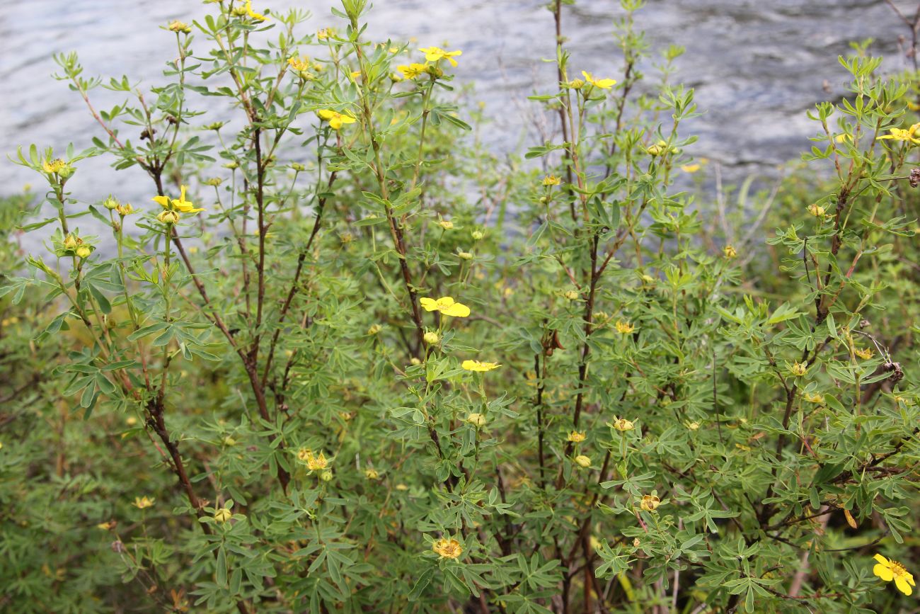 Изображение особи Dasiphora fruticosa.