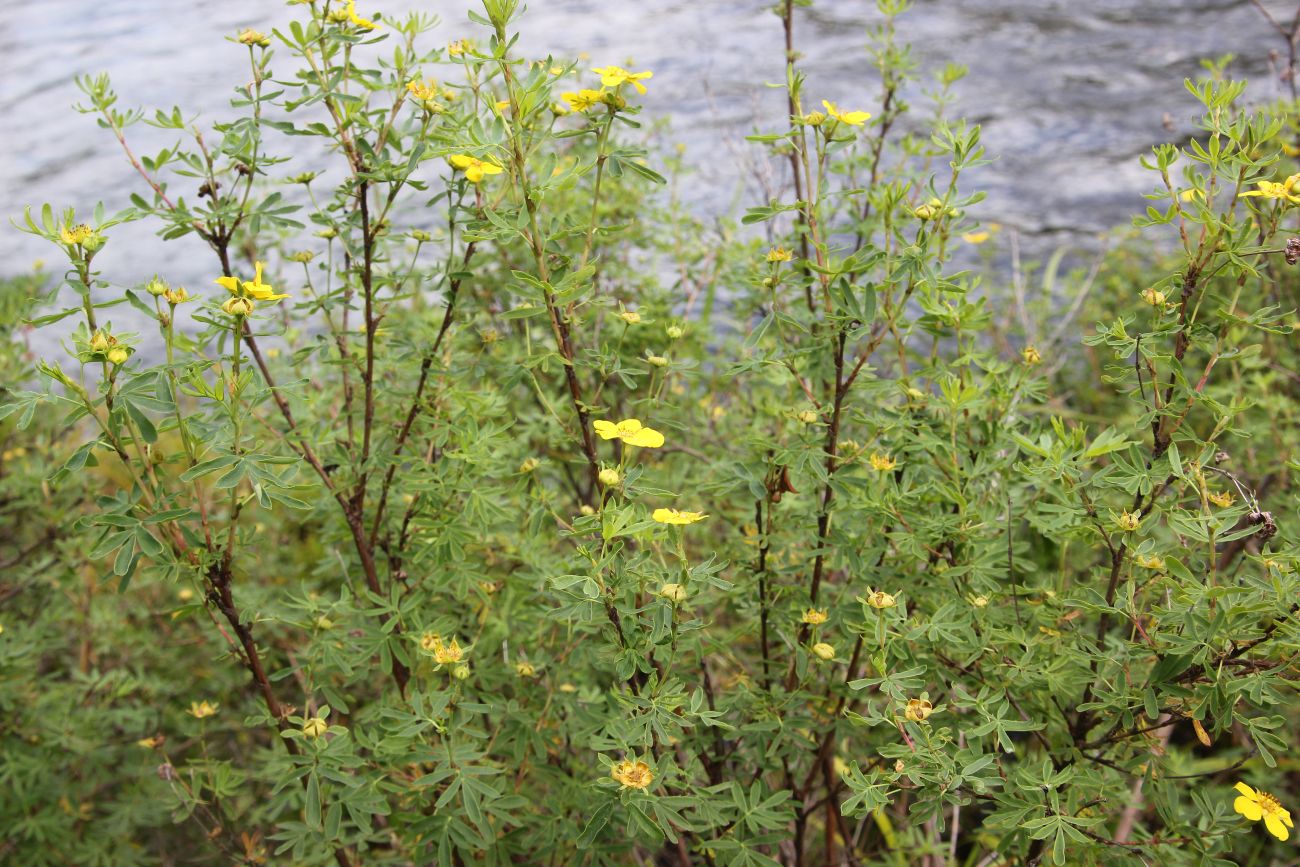 Image of Dasiphora fruticosa specimen.