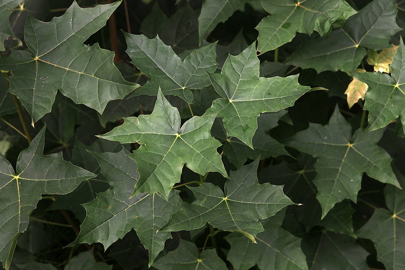 Image of Acer platanoides specimen.