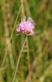 Knautia arvensis
