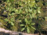 Quercus pubescens. Ветви с листьями и плодами. Крым, Карадагский заповедник. 17.08.2020.