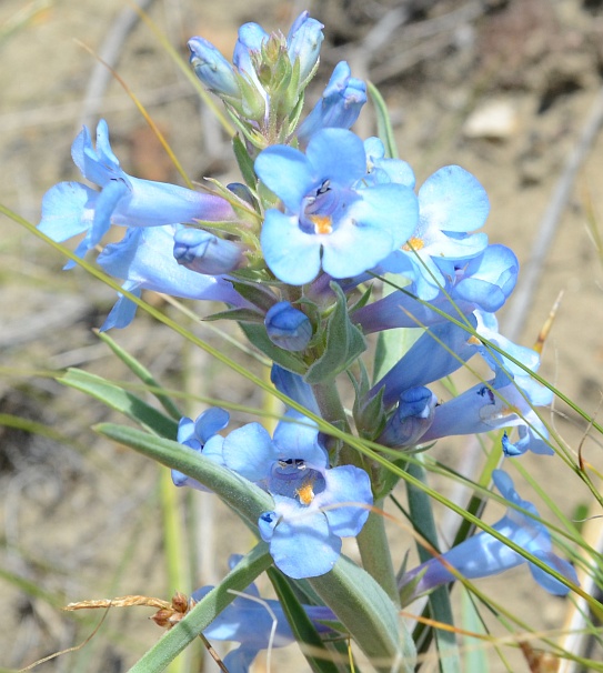 Image of Penstemon glaber specimen.