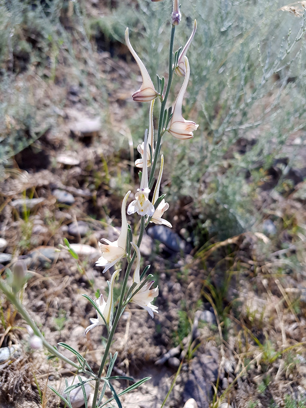 Изображение особи Delphinium rugulosum.